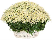 Цветочная композиция из Ромашки в корзине #REPLACE_PRED# Дементьево